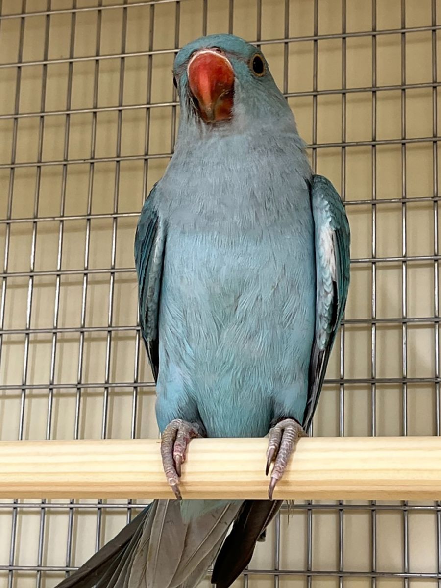 Попугай Кольчатый Ожереловый синий в Аква Лого - Сокол